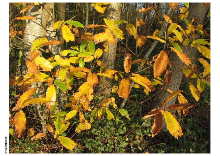 Foto herfst in het bos