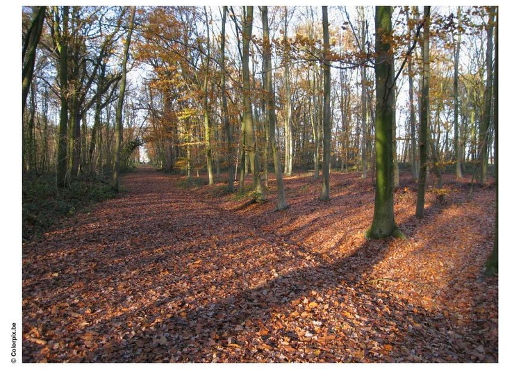 Foto herfst in het bos