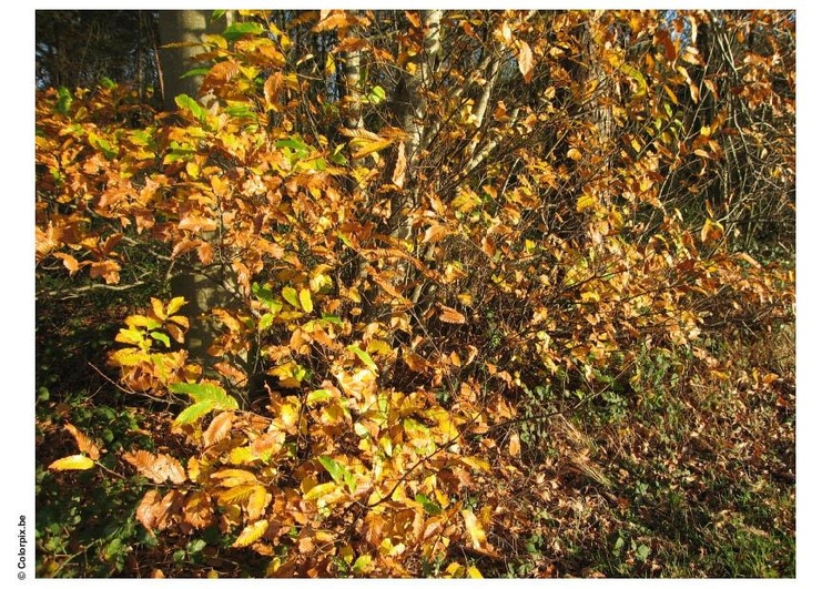 Foto herfst in het bos