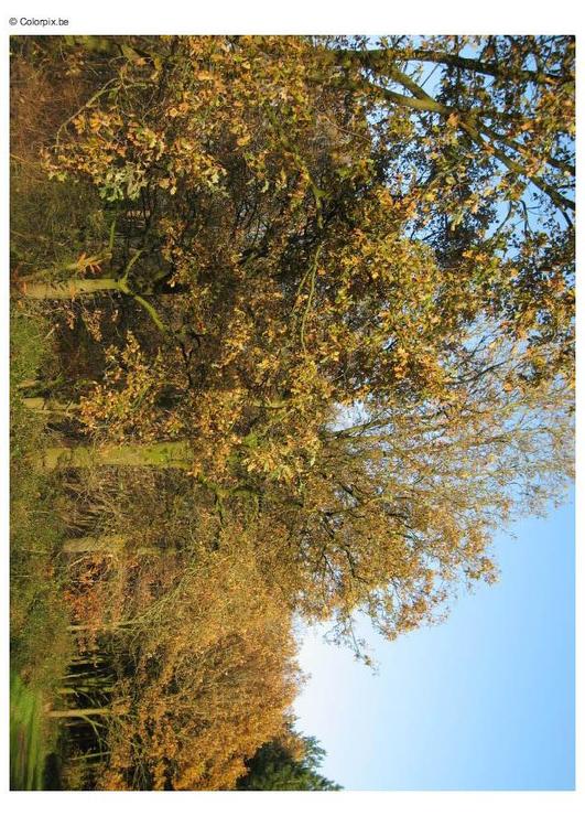 herfst in het bos