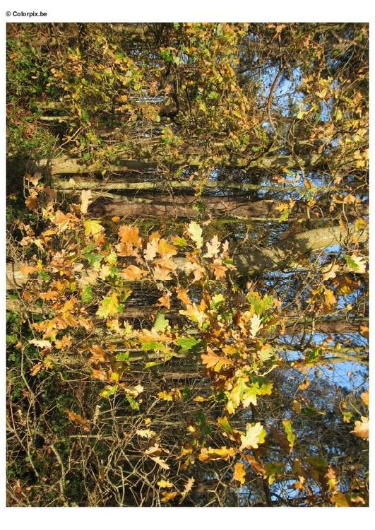 herfst in het bos