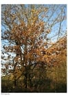 Foto's herfst