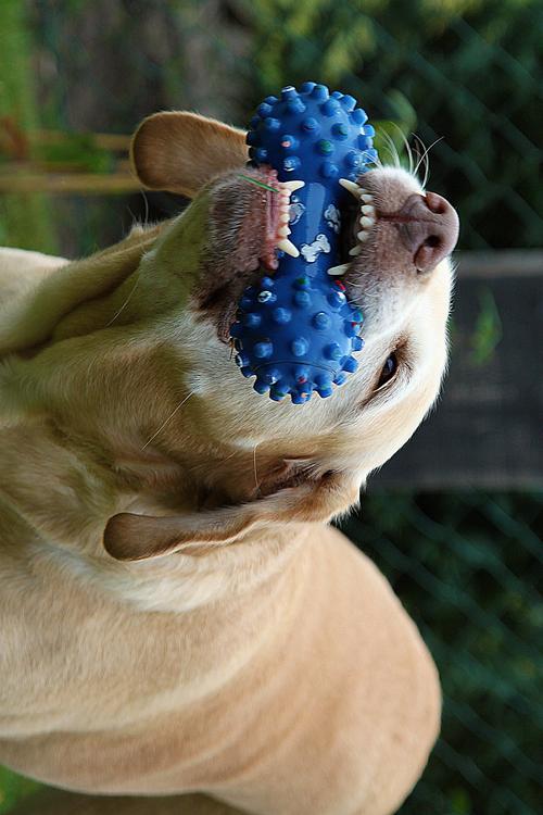 hond met speelgoed