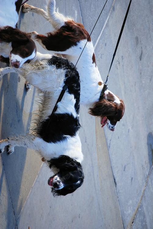 honden aan leiband