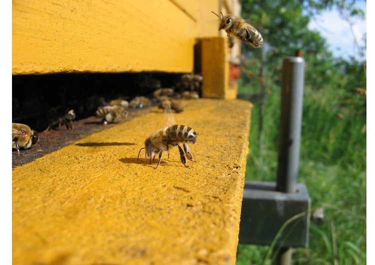 Foto honingbij bij korf