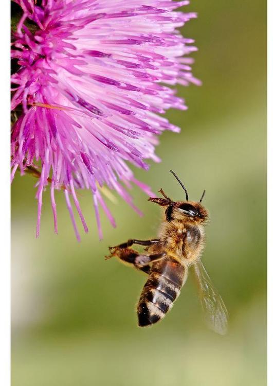 honingbij op bloem