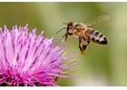 Foto's honingbij op bloem