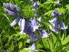 hyacint 1