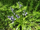 Foto's hyacint 3