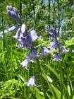 Foto's hyacint