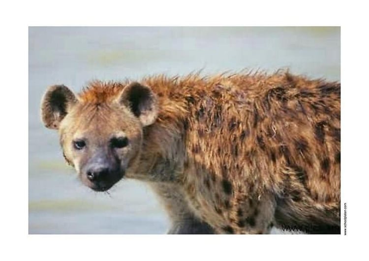 Foto hyena