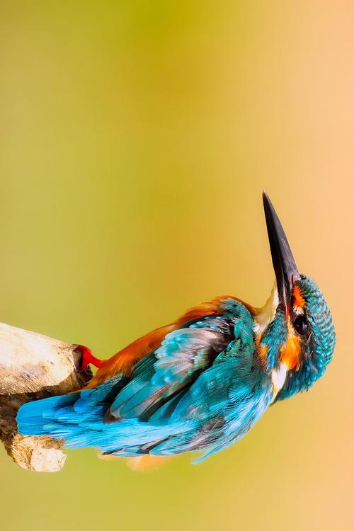 ijsvogel