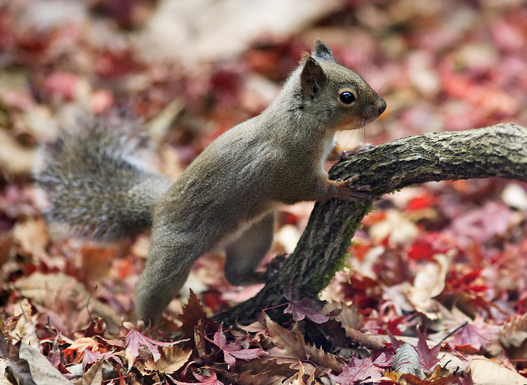 Foto Japanse eekhoorn