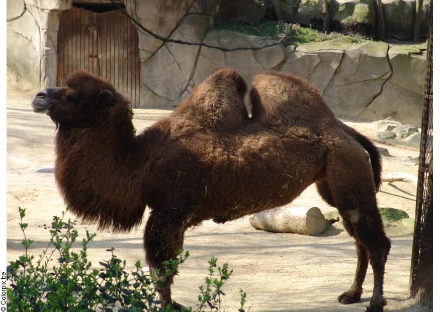 Foto kameel