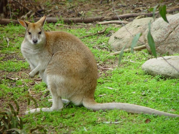 Foto kangoeroe