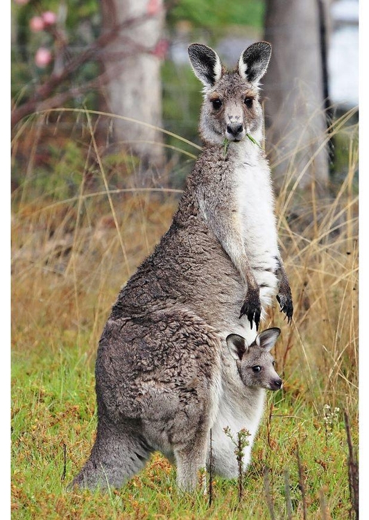 Foto kangoeroe met jong