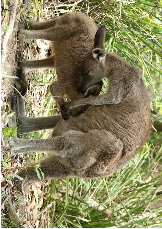 kangoeroe met jong