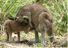 Foto kangoeroe met jong