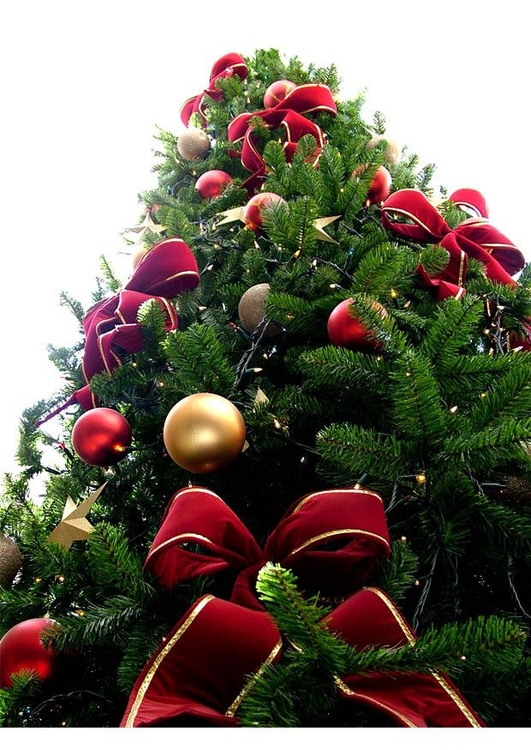 Foto kerstboom