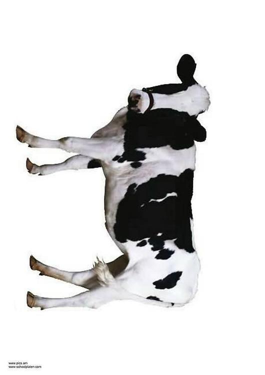 koe