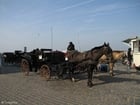 Foto's koets met paard