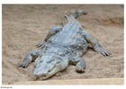 Foto's krokodil