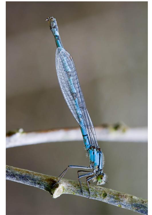 libelle