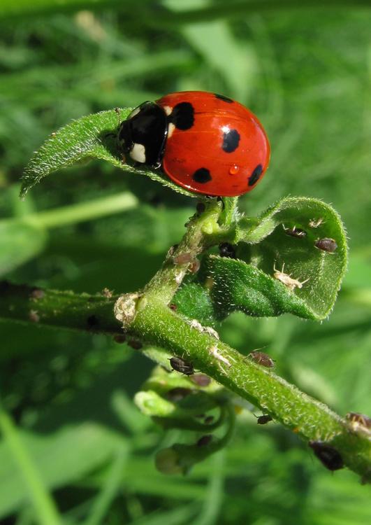 lieveheersbeestje met bladluizen