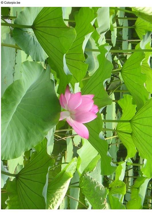 lotus