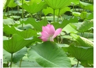 Foto's lotus
