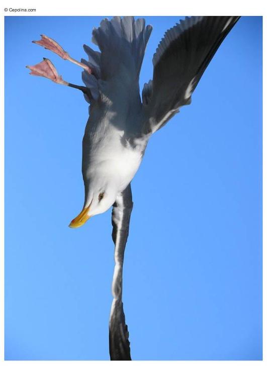 meeuw