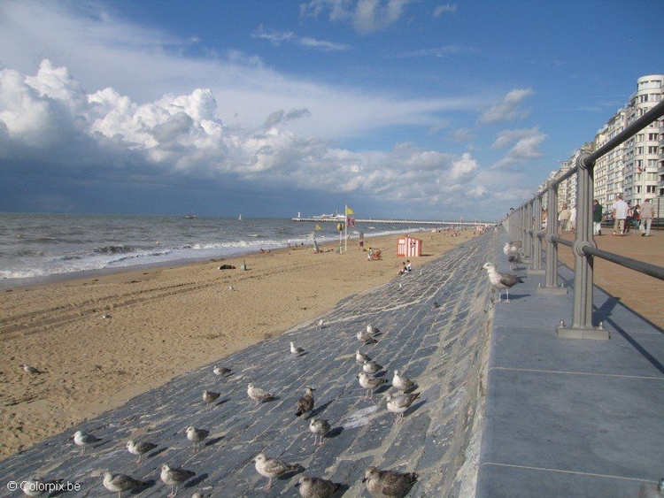 Foto meeuwen aan het strand 