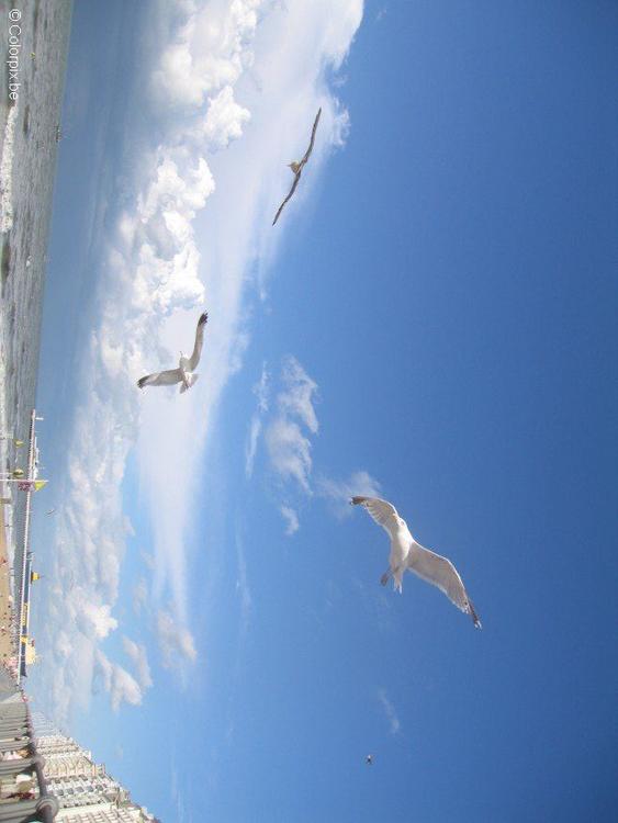 meeuwen aan het strand 