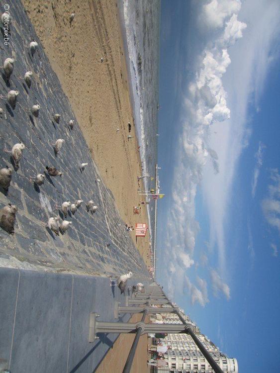 meeuwen aan het strand 