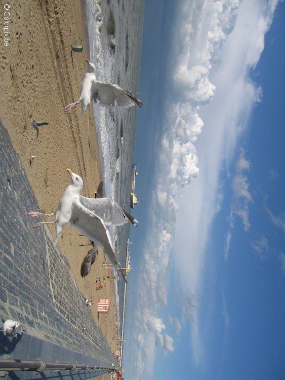 meeuwen aan het strand