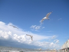 meeuwen aan het strand 