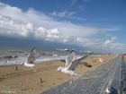 meeuwen aan het strand