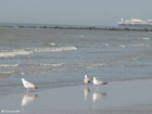 foto meeuwen 4