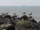 foto meeuwen 3