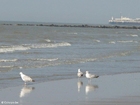 foto meeuwen 4