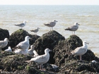 foto meeuwen 5