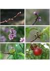 Foto's 7. overzicht ontwikkeling nectarine