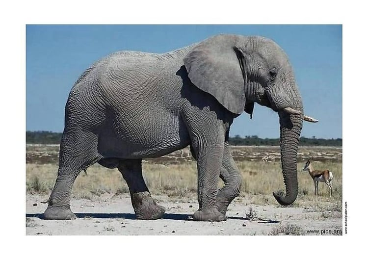 Foto olifant
