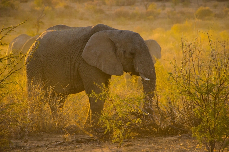 Foto olifant