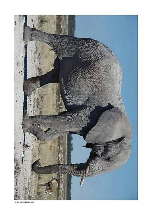 olifant