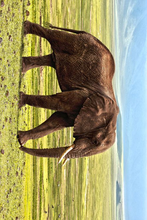 olifant