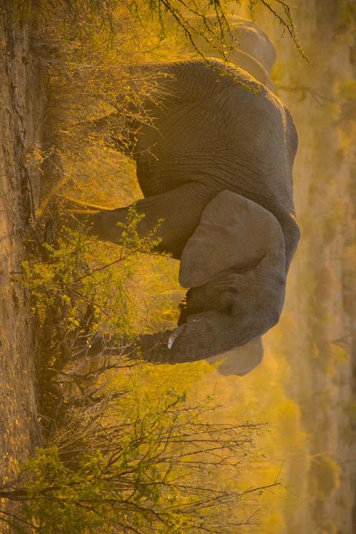 olifant