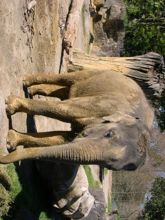 olifant