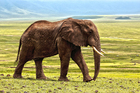 Foto's olifant