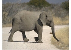 Foto's olifant